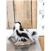 Image 3 : Baby Skunk Relaxing On Driftwood Taxidermy