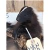 Image 4 : Baby Skunk Relaxing On Driftwood Taxidermy