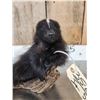 Image 5 : Baby Skunk Relaxing On Driftwood Taxidermy