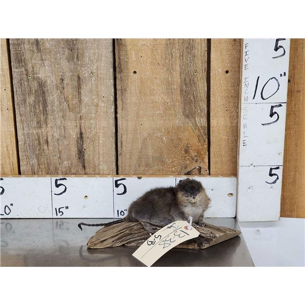 Juvenile Muskrat Full Body Taxidermy Mount
