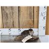 Image 1 : Juvenile Muskrat Full Body Taxidermy Mount