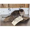 Image 2 : Juvenile Muskrat Full Body Taxidermy Mount
