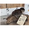 Image 3 : Juvenile Muskrat Full Body Taxidermy Mount