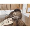 Image 4 : Juvenile Muskrat Full Body Taxidermy Mount