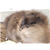 Image 5 : Juvenile Muskrat Full Body Taxidermy Mount