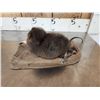 Image 6 : Juvenile Muskrat Full Body Taxidermy Mount
