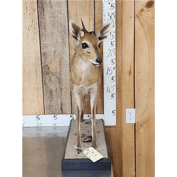 African Duiker Nontypical Horns