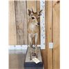 Image 1 : African Duiker Nontypical Horns
