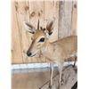 Image 3 : African Duiker Nontypical Horns