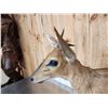 Image 4 : African Duiker Nontypical Horns