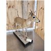 Image 5 : African Duiker Nontypical Horns