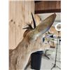 Image 6 : African Duiker Nontypical Horns
