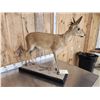 Image 7 : African Duiker Nontypical Horns