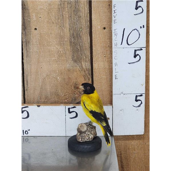 Black Hooded Oriole Full Body Bird Taxidermy