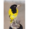 Image 4 : Black Hooded Oriole Full Body Bird Taxidermy