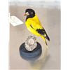 Image 5 : Black Hooded Oriole Full Body Bird Taxidermy