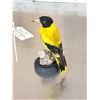 Image 6 : Black Hooded Oriole Full Body Bird Taxidermy
