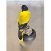 Image 7 : Black Hooded Oriole Full Body Bird Taxidermy