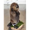 Image 2 : Baby Beaver Full Body Taxidermy Mount