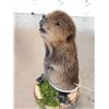 Image 3 : Baby Beaver Full Body Taxidermy Mount