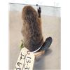 Image 4 : Baby Beaver Full Body Taxidermy Mount