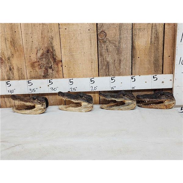 4 Alligator Heads Taxidermy