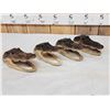 Image 3 : 4 Alligator Heads Taxidermy