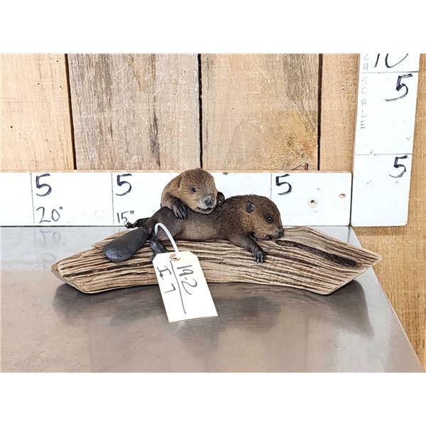 2 Baby Beavers Playing On Driftwood Taxidermy