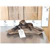 Image 1 : 2 Baby Beavers Playing On Driftwood Taxidermy