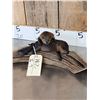 Image 2 : 2 Baby Beavers Playing On Driftwood Taxidermy