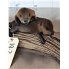 Image 4 : 2 Baby Beavers Playing On Driftwood Taxidermy