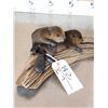 Image 5 : 2 Baby Beavers Playing On Driftwood Taxidermy