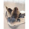 Image 6 : 2 Baby Beavers Playing On Driftwood Taxidermy