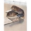 Image 7 : 2 Baby Beavers Playing On Driftwood Taxidermy
