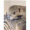 Image 8 : 2 Baby Beavers Playing On Driftwood Taxidermy