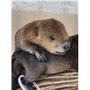 Image 9 : 2 Baby Beavers Playing On Driftwood Taxidermy
