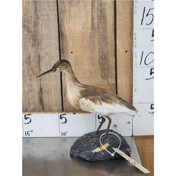 Squacco Heron Full Body Bird Taxidermy