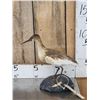 Image 1 : Squacco Heron Full Body Bird Taxidermy