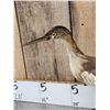 Image 2 : Squacco Heron Full Body Bird Taxidermy