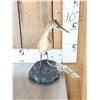 Image 3 : Squacco Heron Full Body Bird Taxidermy