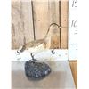 Image 4 : Squacco Heron Full Body Bird Taxidermy