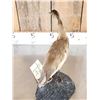 Image 5 : Squacco Heron Full Body Bird Taxidermy