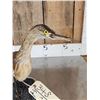 Image 6 : Squacco Heron Full Body Bird Taxidermy