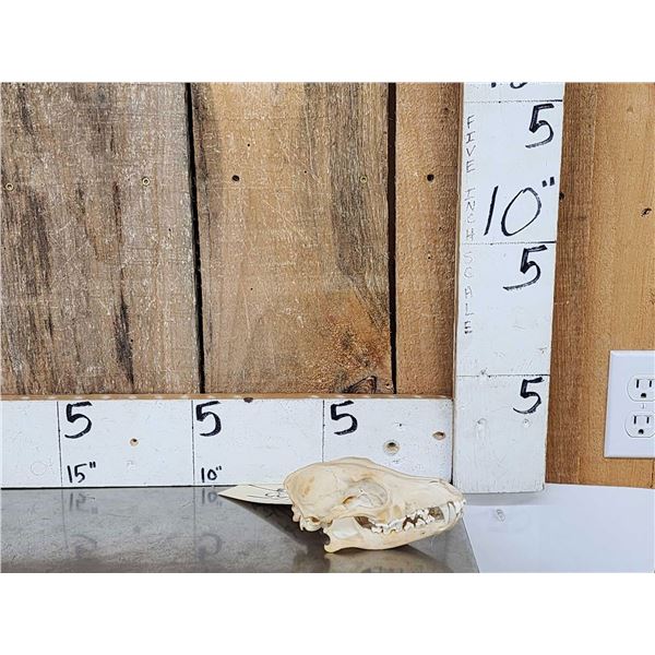 African Black Back Jackal Skull Taxidermy