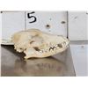 Image 2 : African Black Back Jackal Skull Taxidermy
