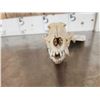 Image 3 : African Black Back Jackal Skull Taxidermy