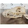 Image 4 : African Black Back Jackal Skull Taxidermy