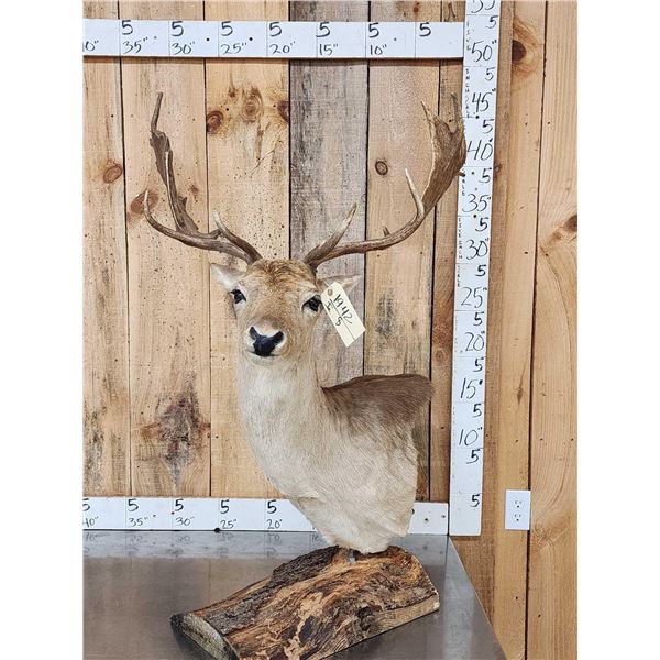 Fallow Deer Table Top Pedestal Taxidermy Mount