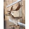 Image 2 : Fallow Deer Table Top Pedestal Taxidermy Mount