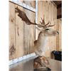 Image 3 : Fallow Deer Table Top Pedestal Taxidermy Mount